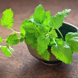 Lemon Balm Live Starter Plants - Pack of 2, 4-6 Inch Tall, Perennial Herb for Tea & Cooking - Image 4