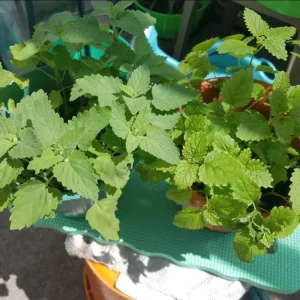 Lemon Balm Live Starter Plants - Pack of 2, 4-6 Inch Tall, Perennial Herb for Tea & Cooking - Image 6