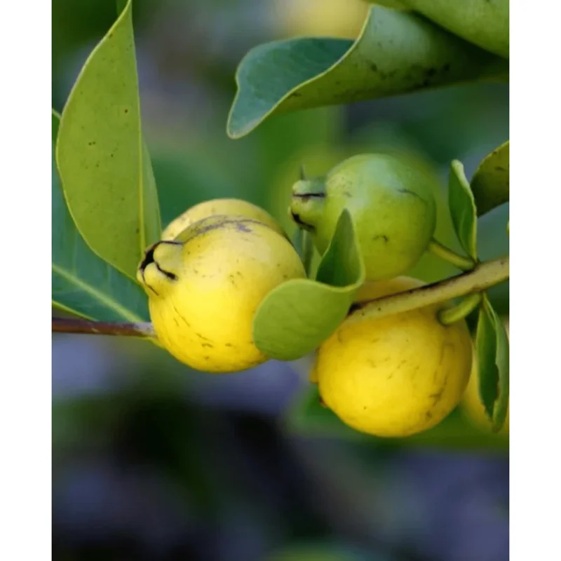 Lemon Guava Live Plant - Tropical Fruit Tree for Home Garden, Half Gallon Pot - Image 2