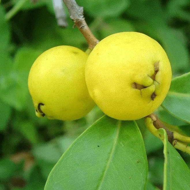 Lemon Guava Live Plant - Tropical Fruit Tree for Home Garden, Half Gallon Pot - Image 3