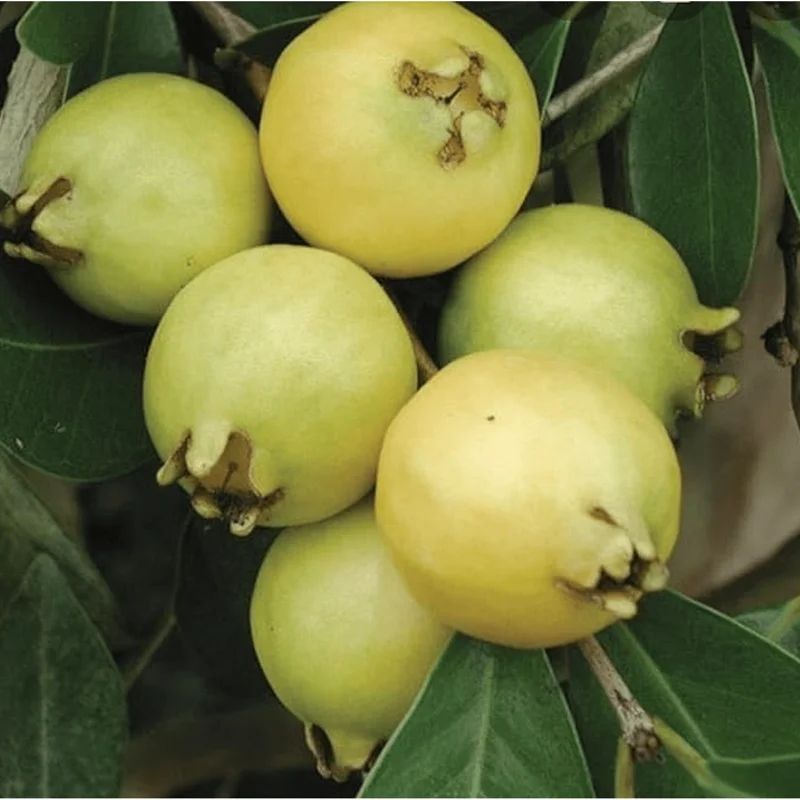 Lemon Guava Live Plant - Tropical Fruit Tree for Home Garden, Half Gallon Pot - Image 4