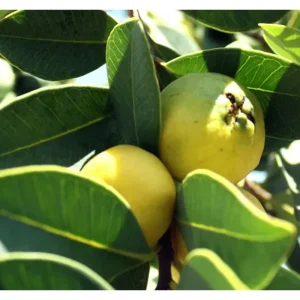 Lemon Guava Live Plant - Tropical Fruit Tree for Home Garden, Half Gallon Pot - Image 5