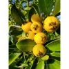 Lemon Guava Live Plant - Tropical Fruit Tree for Home Garden, Half Gallon Pot - Image 1