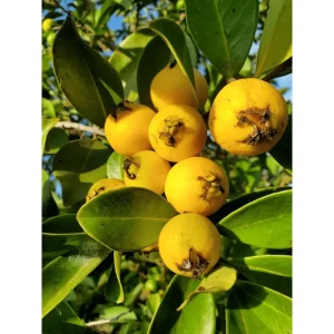 Lemon Guava Live Plant - Tropical Fruit Tree for Home Garden, Half Gallon Pot - Image 1
