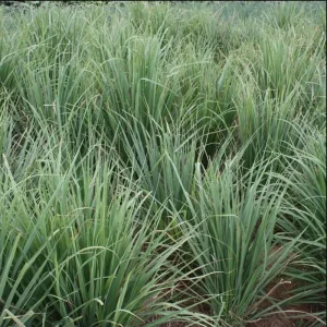 Lemongrass Live Plants – Pack of 2 Citronella Grass Herbs, 4-9 Inch Tall - Image 10