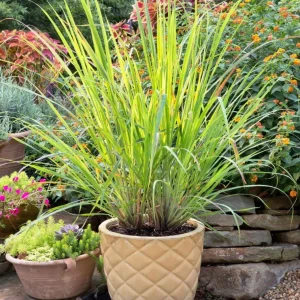 Lemongrass Live Plants – Pack of 2 Citronella Grass Herbs, 4-9 Inch Tall - Image 2