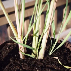 Lemongrass Live Plants – Pack of 2 Citronella Grass Herbs, 4-9 Inch Tall - Image 3