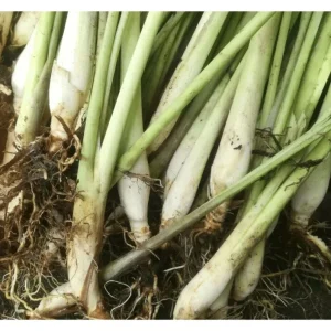 Lemongrass Live Plants – Pack of 2 Citronella Grass Herbs, 4-9 Inch Tall - Image 6