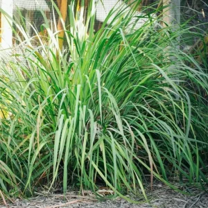 Lemongrass Live Plants – Pack of 2 Citronella Grass Herbs, 4-9 Inch Tall - Image 7