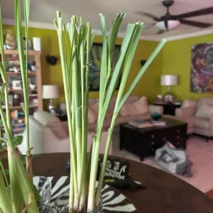 Lemongrass Live Plants – Pack of 2 Citronella Grass Herbs, 4-9 Inch Tall - Image 8