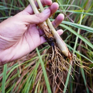 Lemongrass Live Plants – Pack of 2 Citronella Grass Herbs, 4-9 Inch Tall - Image 9