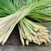 Lemongrass Live Plants – Pack of 2 Citronella Grass Herbs, 4-9 Inch Tall - Image 1