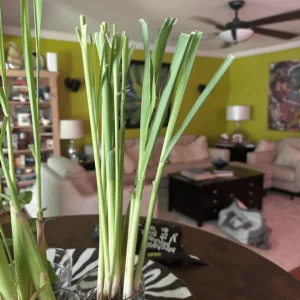 Lemongrass Live Starter Plant - Pack of 2, Citronella Grass, 4-9 Inch Tall - Image 2