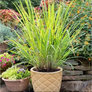 Lemongrass Live Starter Plant - Pack of 2, Citronella Grass, 4-9 Inch Tall - Image 4