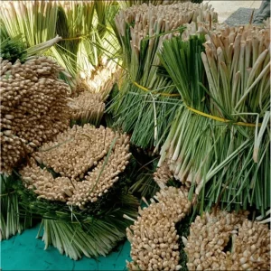 Lemongrass Live Starter Plant - Pack of 2, Citronella Grass, 4-9 Inch Tall - Image 5