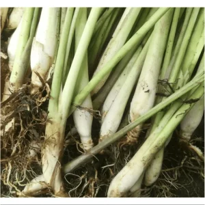 Lemongrass Live Starter Plant - Pack of 2, Citronella Grass, 4-9 Inch Tall - Image 6