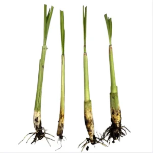 Lemongrass Live Starter Plant - Pack of 2, Citronella Grass, 4-9 Inch Tall - Image 7