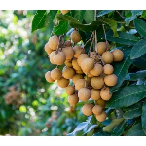 Longan Tree Live Plant - Tropical Fruit Tree, 6-8 Inches Tall in 4