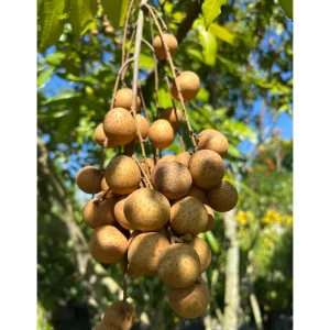 Longan Tree Live Plant - Tropical Fruit Tree, 6-8 Inches Tall in 4