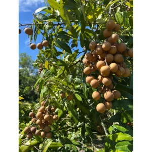 Longan Tree Live Plant - Tropical Fruit Tree, 6-8 Inches Tall in 4