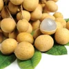 Longan Tree Live Plant - Tropical Fruit Tree, 6-8 Inches Tall in 4" Pot - Image 1