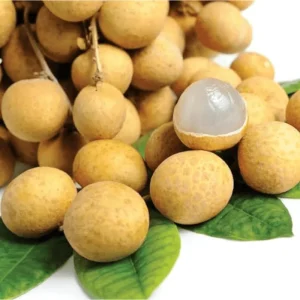 Longan Tree Live Plant - Tropical Fruit Tree, 6-8 Inches Tall in 4