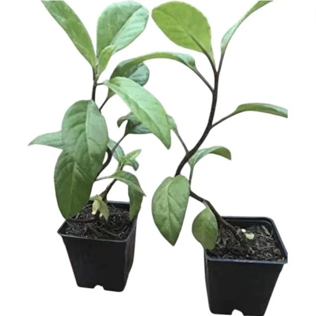Longevity Spinach Live Starter Plants, Pack of 2, 4-8 Inch Tall, Edible Herb - Image 6