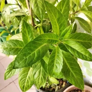 Longevity Spinach Live Starter Plants, Pack of 2, 4-8 Inch Tall, Edible Herb - Image 1