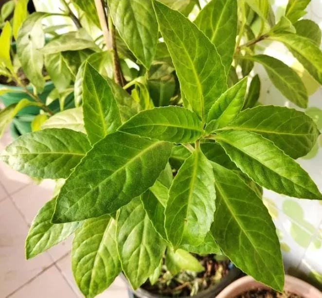 Longevity Spinach Live Starter Plants, Pack of 2, 4-8 Inch Tall, Edible Herb - Image 1