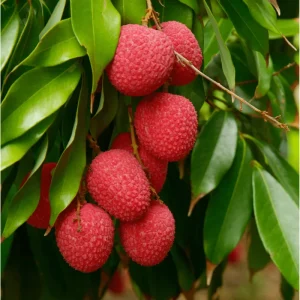 Lychee Tree Live Plant - Sweet Tropical Fruit, 8-10 Inch Tall, 0.5 Gal Pot - Image 2