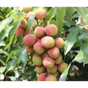 Lychee Tree Live Plant - Sweet Tropical Fruit, 8-10 Inch Tall, 0.5 Gal Pot - Image 3