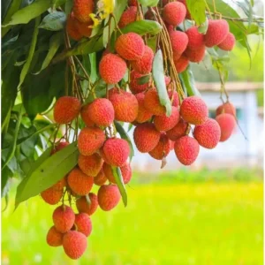 Lychee Tree Live Plant - Sweet Tropical Fruit, 8-10 Inch Tall, 0.5 Gal Pot - Image 4