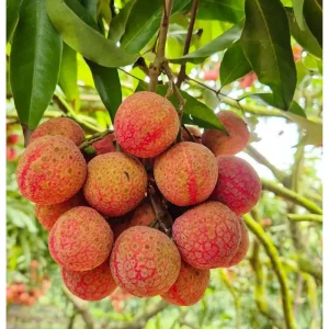 Lychee Tree Live Plant - Sweet Tropical Fruit, 8-10 Inch Tall, 0.5 Gal Pot - Image 1