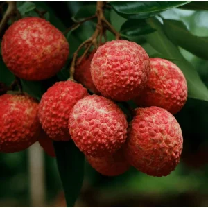 Lychee Tree Live Plant - Sweet Tropical Fruit, 8-10 Inch Tall, 0.5 Gal Pot - Image 5