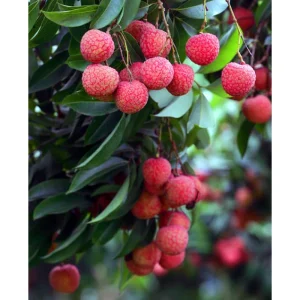 Lychee Tree Live Plant - Sweet Tropical Fruit, 8-10 Inch Tall, 0.5 Gal Pot - Image 6
