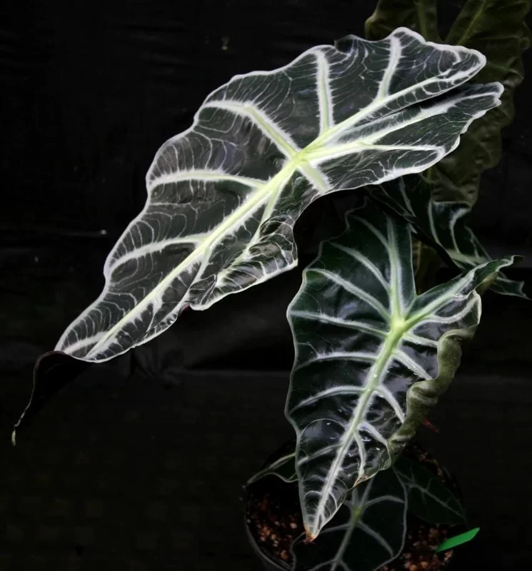 Mandalay Alocasia Live Starter Plant - Rare Elephant Ear Houseplant, 5-9 Inch Tall - Image 2