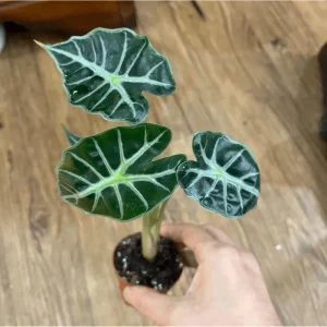 Mandalay Alocasia Live Starter Plant, Rare Elephant Ear Houseplant, 5-9 Inch Tall - Image 2