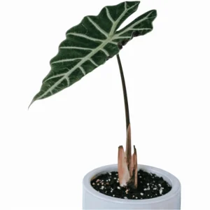 Mandalay Alocasia Live Starter Plant, Rare Elephant Ear Houseplant, 5-9 Inch Tall - Image 3