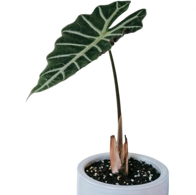 Mandalay Alocasia Live Starter Plant - Rare Elephant Ear Houseplant, 5-9 Inch Tall - Image 3