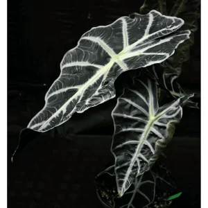 Mandalay Alocasia Live Starter Plant, Rare Elephant Ear Houseplant, 5-9 Inch Tall - Image 4