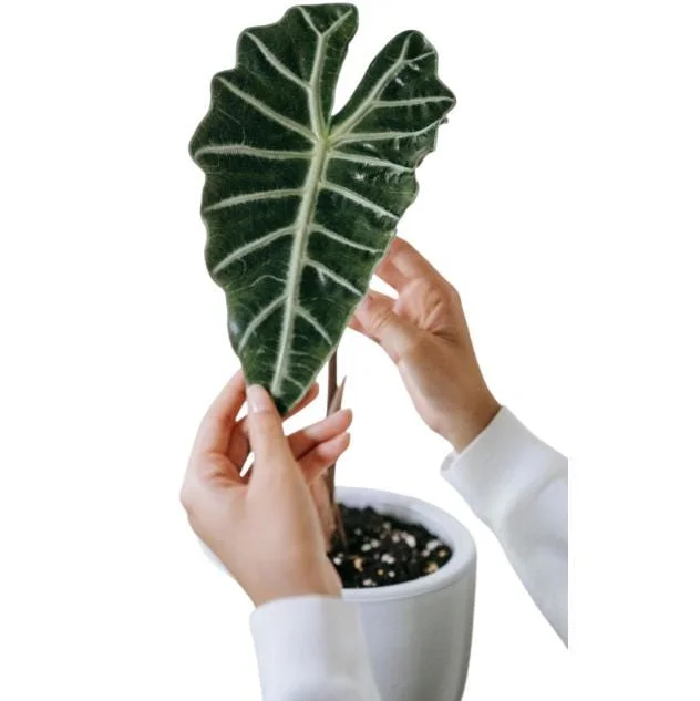 Mandalay Alocasia Live Starter Plant - Rare Elephant Ear Houseplant, 5-9 Inch Tall - Image 4