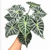 Mandalay Alocasia Live Starter Plant, Rare Elephant Ear Houseplant, 5-9 Inch Tall - Image 1