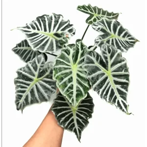 Mandalay Alocasia Live Starter Plant, Rare Elephant Ear Houseplant, 5-9 Inch Tall - Image 1