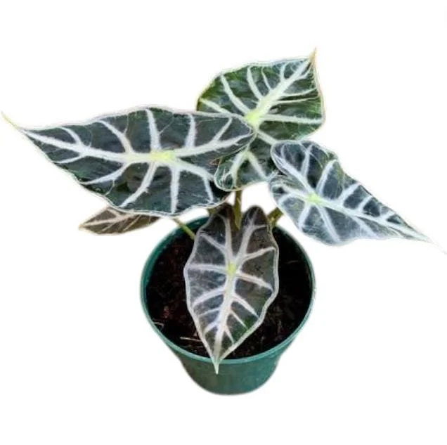 Mandalay Alocasia Live Starter Plant - Rare Elephant Ear Houseplant, 5-9 Inch Tall - Image 5
