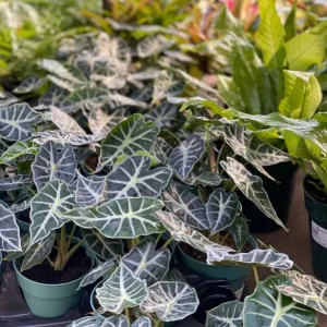 Mandalay Alocasia Live Starter Plant - Rare Elephant Ear Houseplant, 5-9 Inch Tall - Image 6