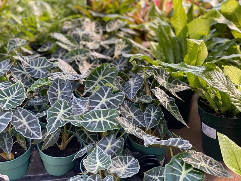 Mandalay Alocasia Live Starter Plant - Rare Elephant Ear Houseplant, 5-9 Inch Tall - Image 6