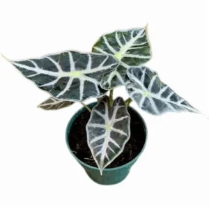 Mandalay Alocasia Live Starter Plant, Rare Elephant Ear Houseplant, 5-9 Inch Tall - Image 6