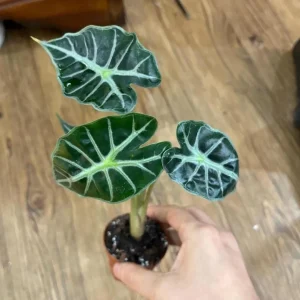 Mandalay Alocasia Live Starter Plant - Rare Elephant Ear Houseplant, 5-9 Inch Tall - Image 7