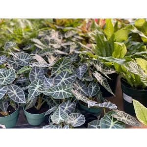 Mandalay Alocasia Live Starter Plant, Rare Elephant Ear Houseplant, 5-9 Inch Tall - Image 7