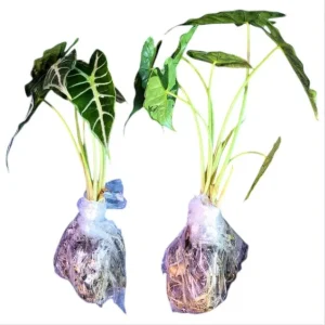 Mandalay Alocasia Live Starter Plant - Rare Elephant Ear Houseplant, 5-9 Inch Tall - Image 8